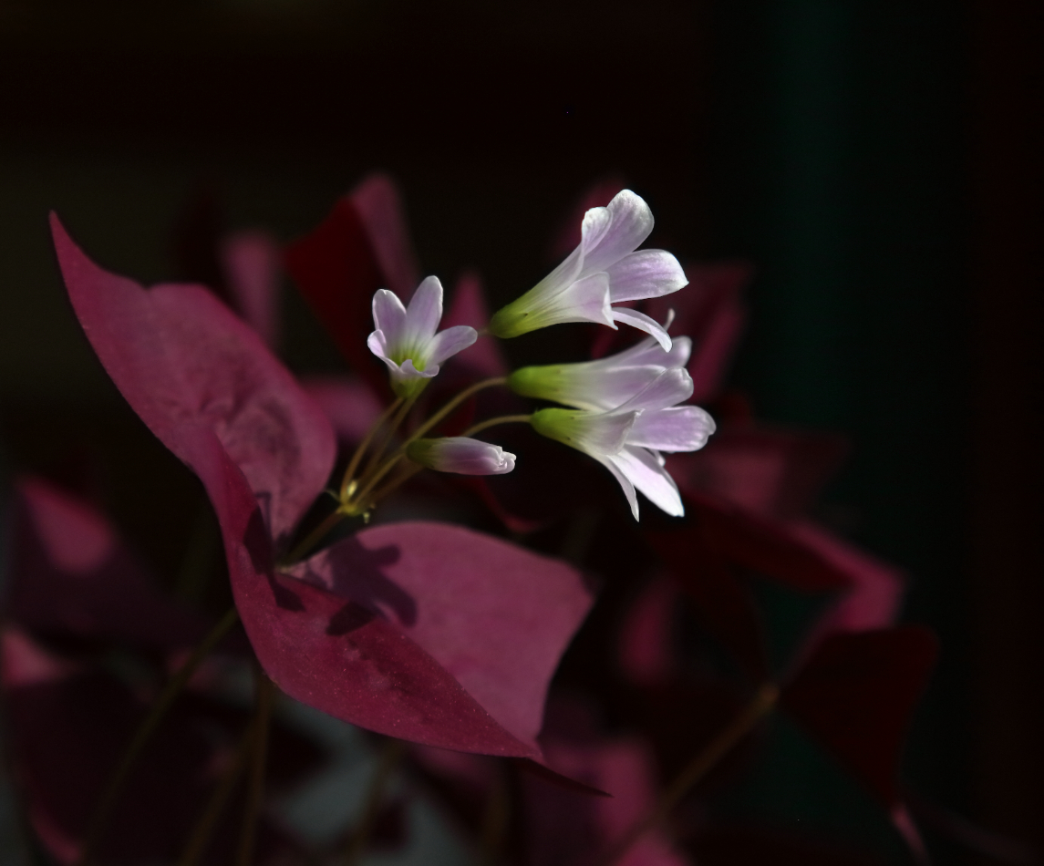2019 03 03 HTP 90205